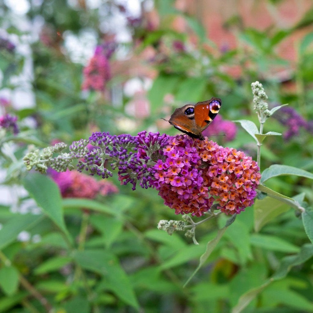 Vlinderstruik flower power, Tuin en Terras, Volle zon, Vaste plant, Zomer, Ophalen