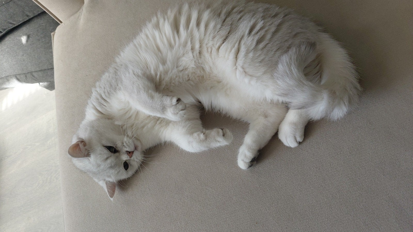 Britse Korthaar, Kater, 0 tot 2 jaar
