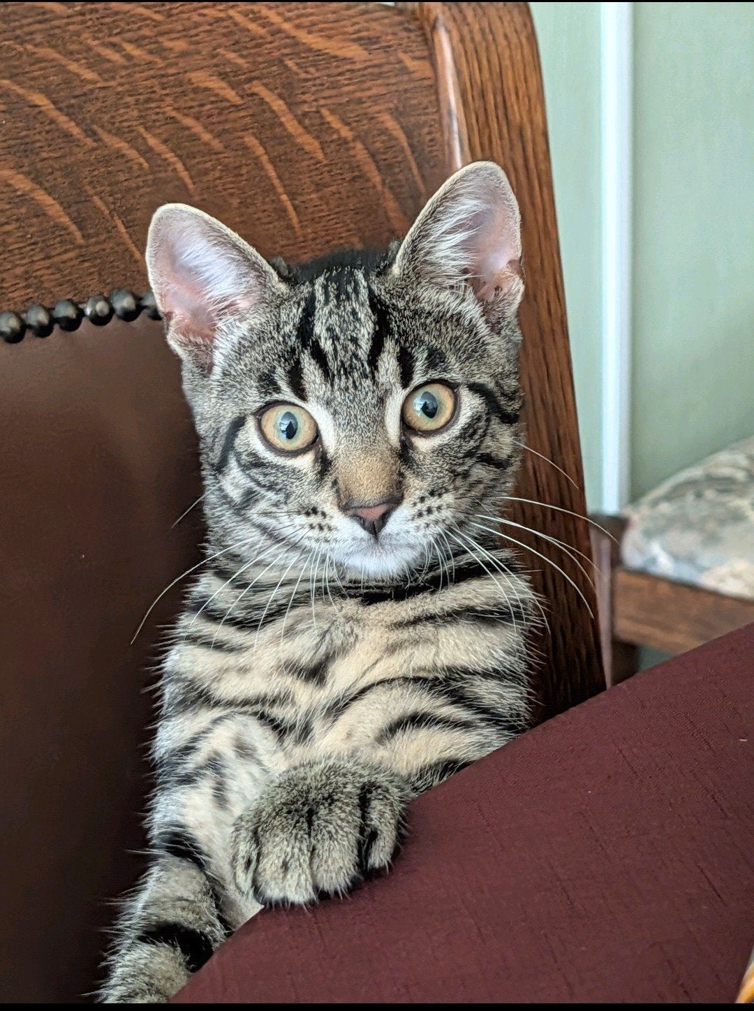 fijne plek gezocht voor Kiki, Dieren en Toebehoren, Poes, 0 tot 2 jaar