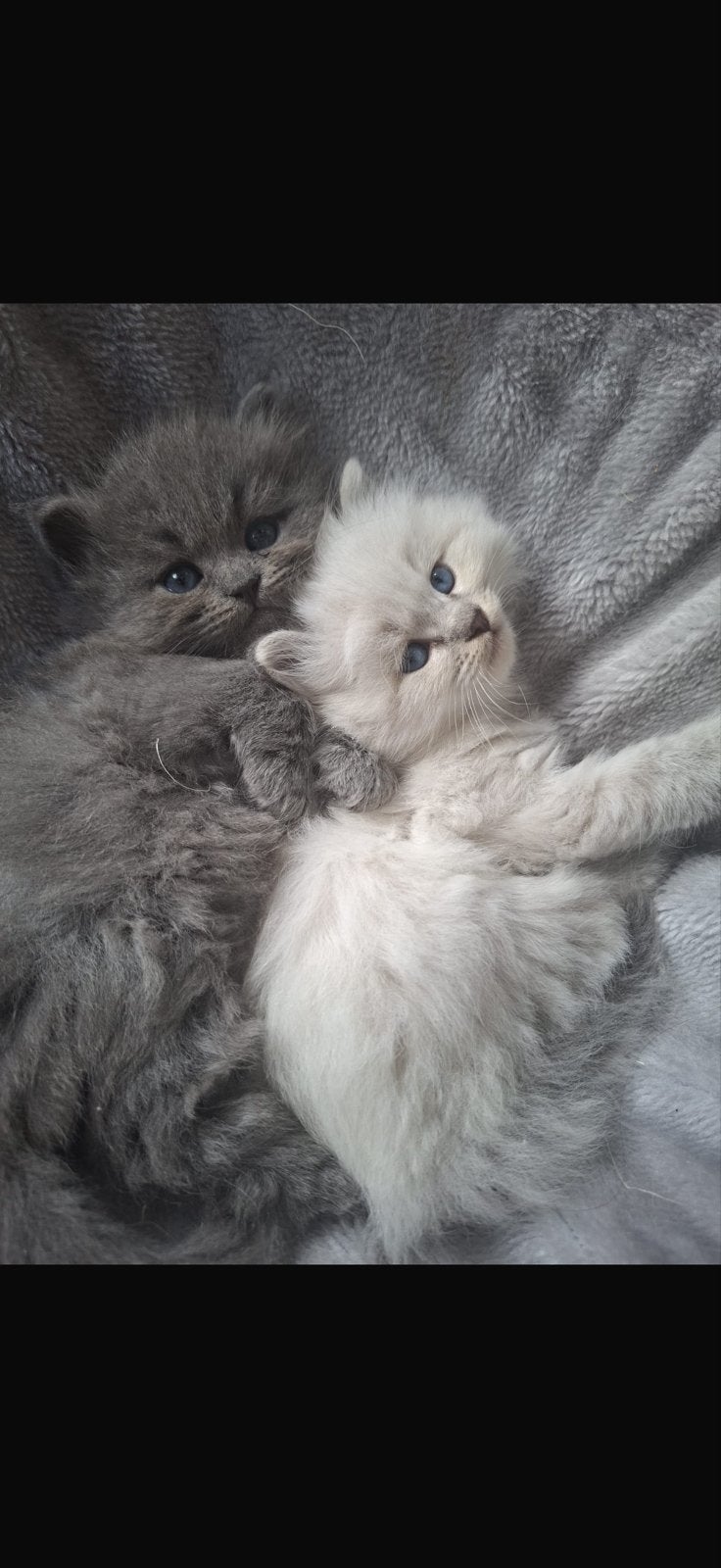 Siberische boskat Solid Blue katertje te reserveren, Kater, Met stamboom, 0 tot 2 jaar
