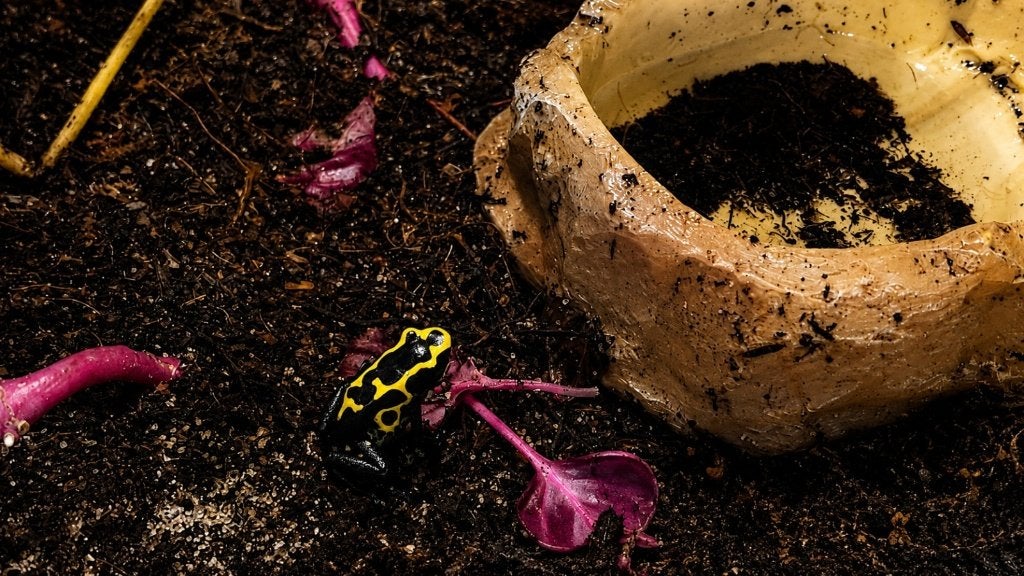 Dendrobates tinctorius ‘Nominat’ – pijlgifkikker Frog photo 4