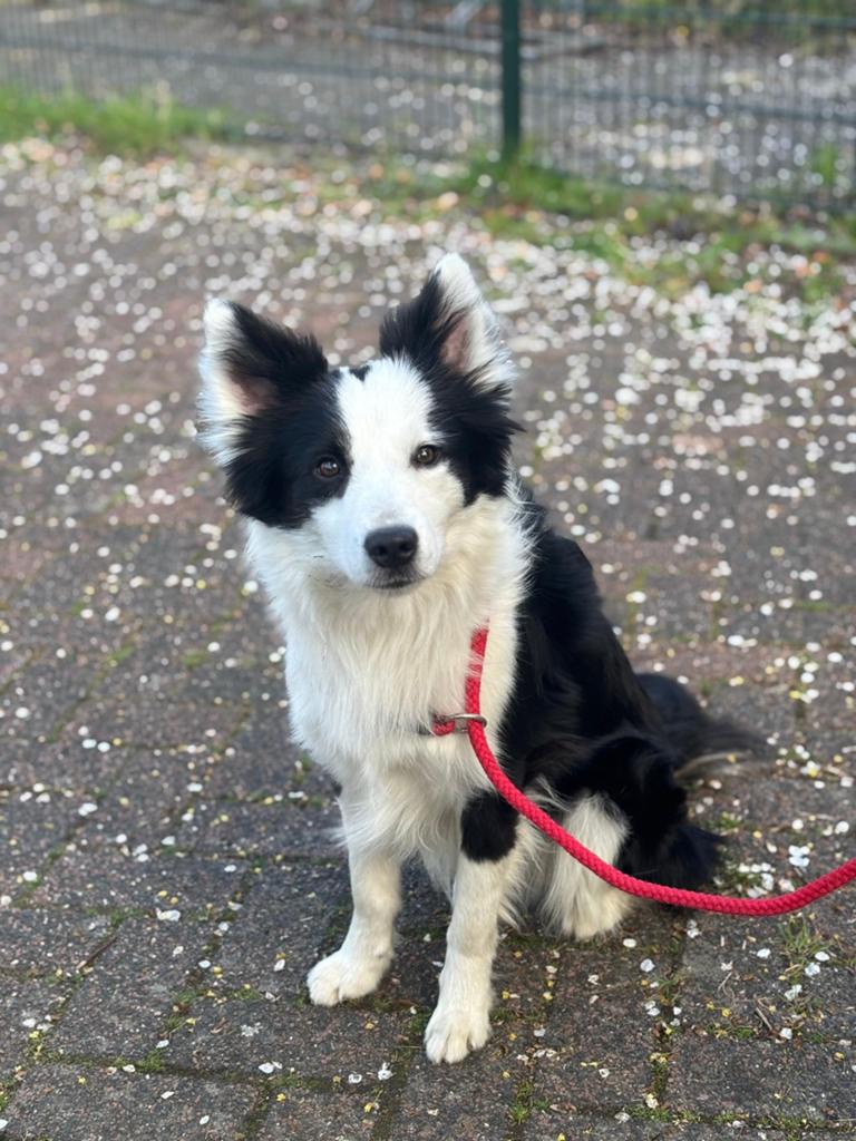 Border collie reu herplaatser, Reu, 1 tot 2 jaar, Eén hond, Nederland