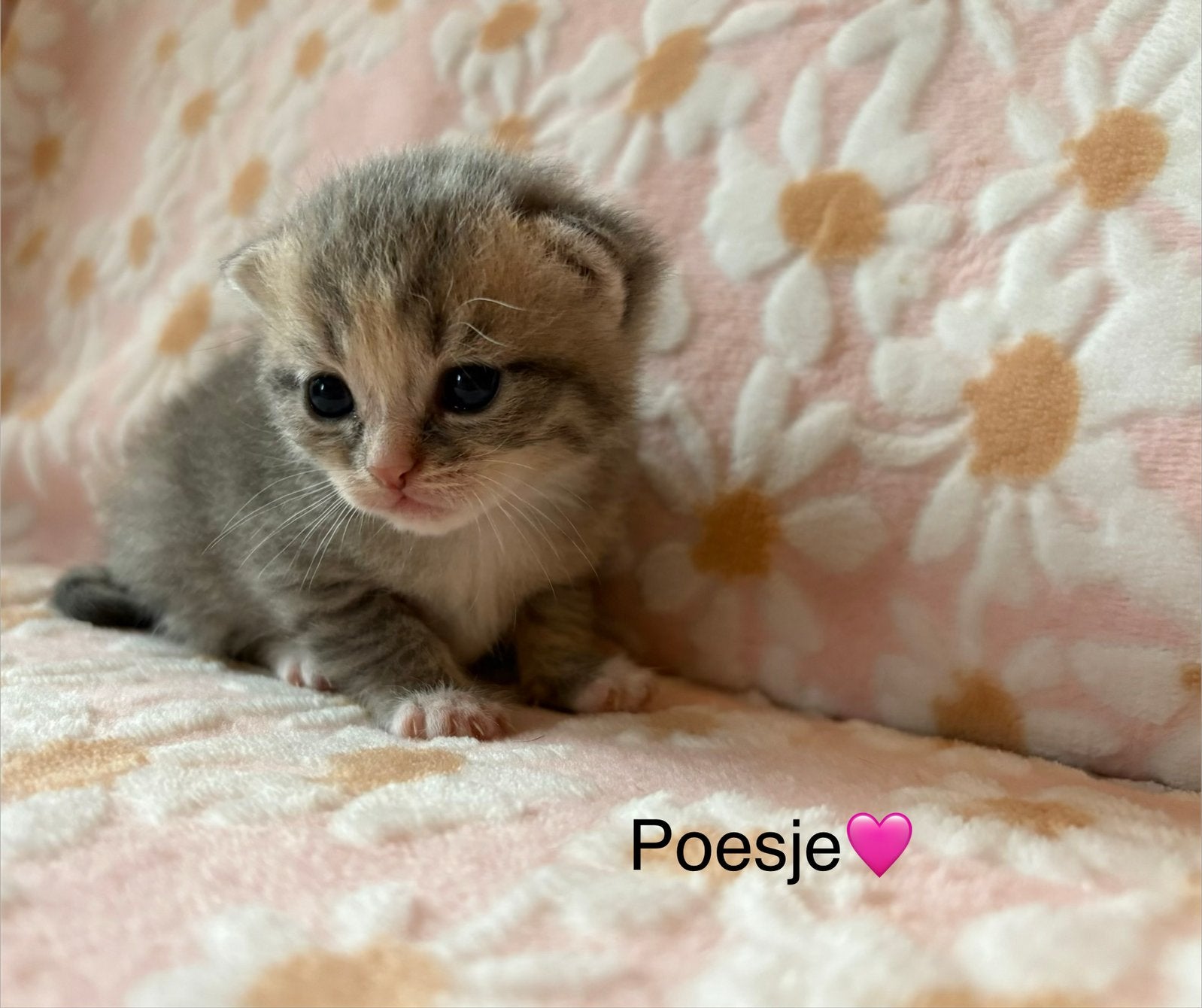 Lieve Britse kortharen kittens zoeken alvast een warm huisje, Dieren en Toebehoren, Meerdere dieren, Kortharig, 0 tot 2 jaar