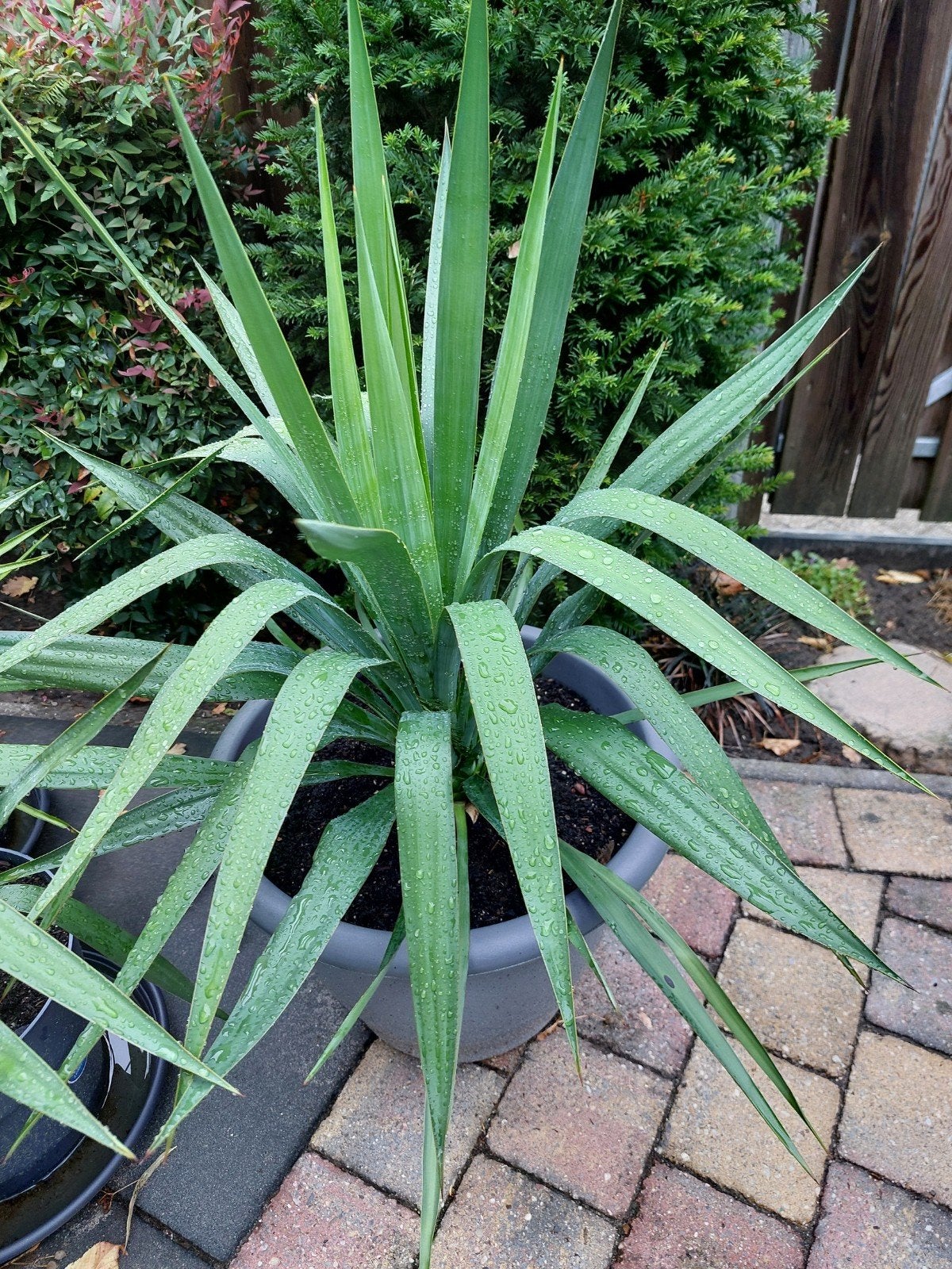 yucca winterhard, Ophalen, Overige soorten, Volle zon