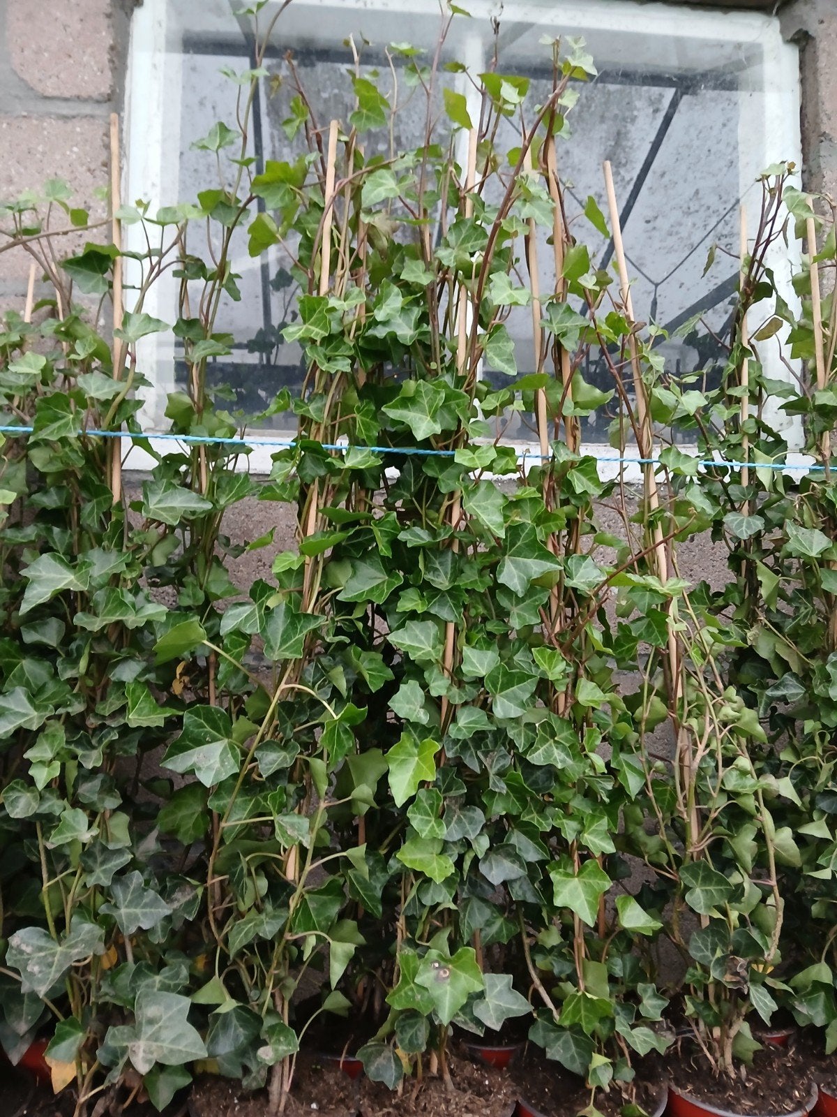 hedera, Ophalen, Vaste plant, Bloeit niet, Halfschaduw