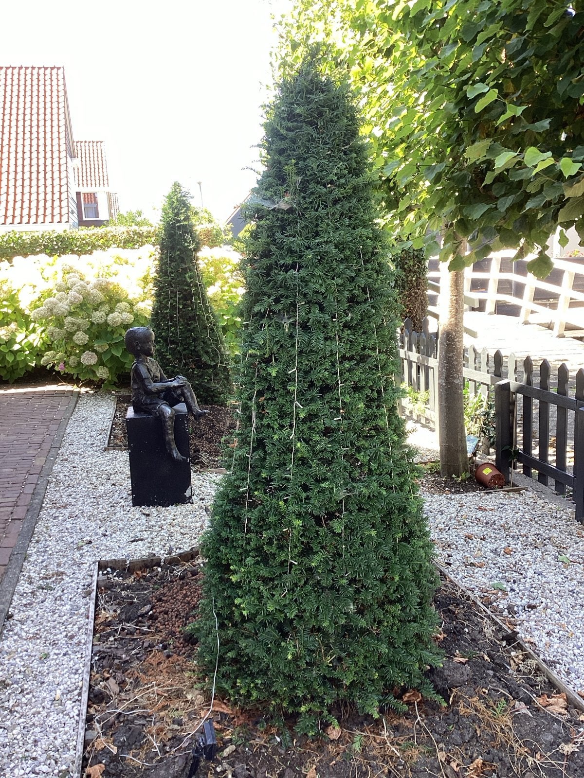Taxus - Zuilboom 200 meter, Lente, 100 tot 250 cm, Zuilboom, Ophalen