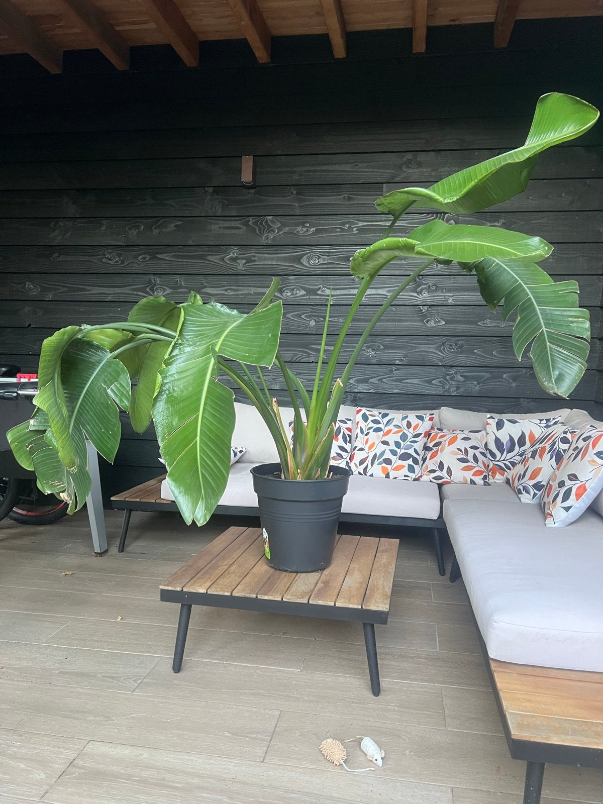 DIT WEEKEND Strelitzia Nicolai - Paradijsvogelplant, Ophalen, Overige soorten, In pot, 150 tot 200 cm