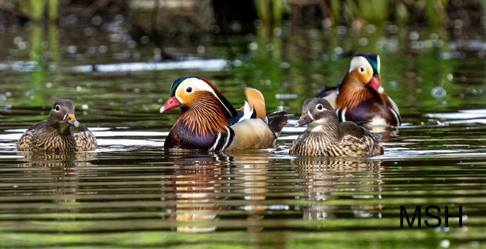 Mandarijneend te koop mandarijn, Dieren en Toebehoren, Meerdere dieren, Eend
