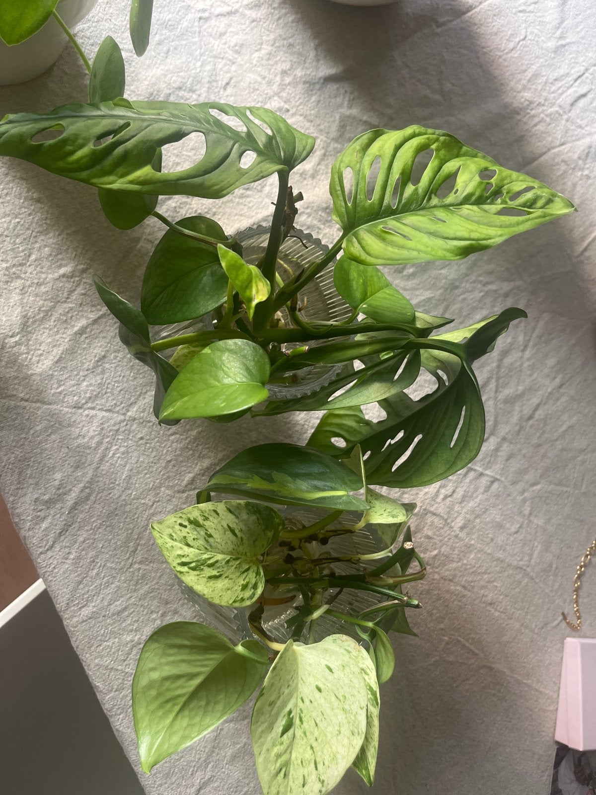 Diverse stekjes: Monstera Adansonii en Scindapsus Pictus, Overige soorten, Minder dan 100 cm, Groene kamerplant, Halfschaduw