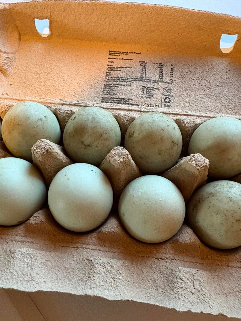 Eendeneieren te koop, Diversen, Ophalen of Verzenden