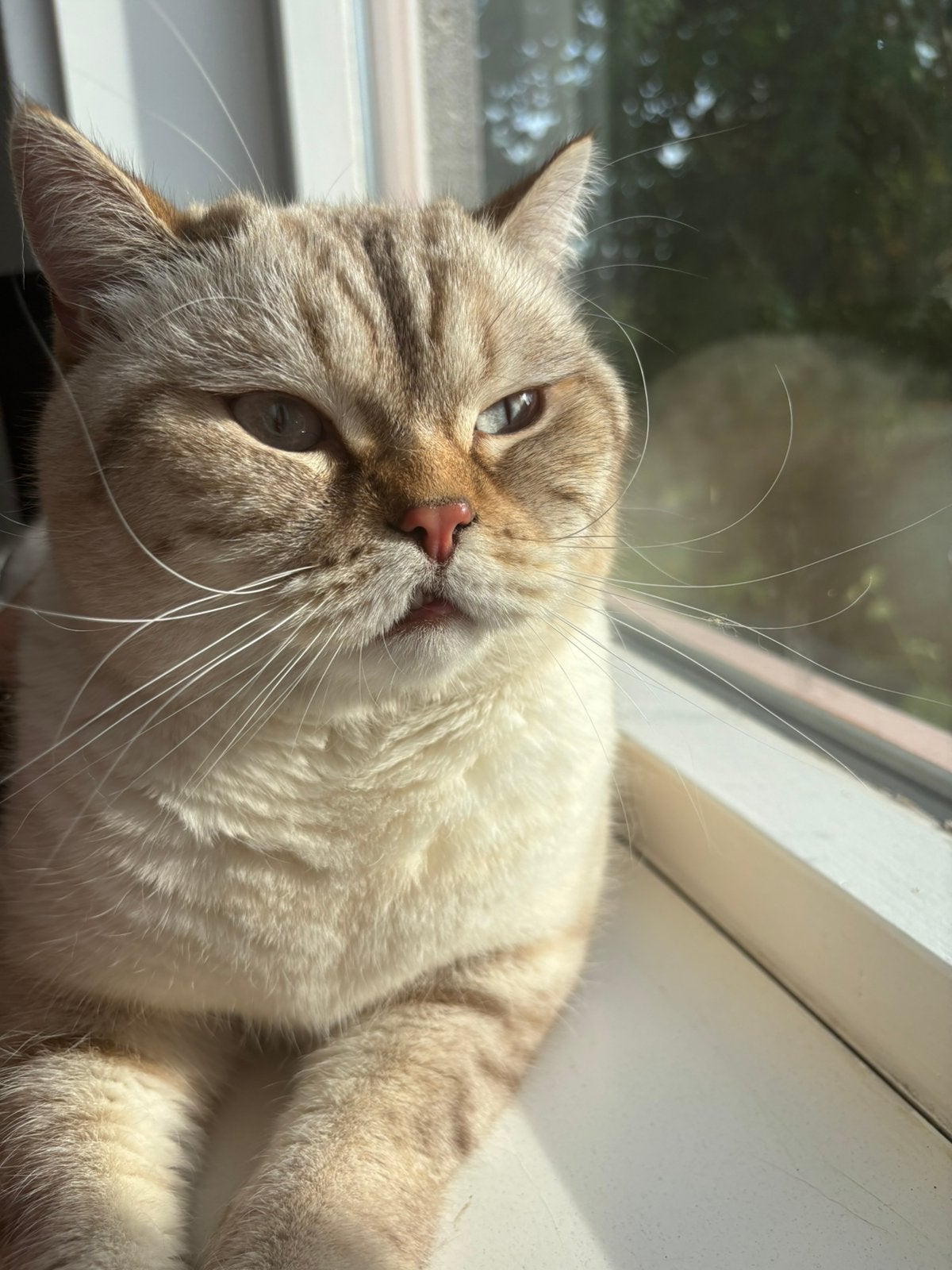 Brits korthaar (tabby), Kater, Ontwormd, 0 tot 2 jaar