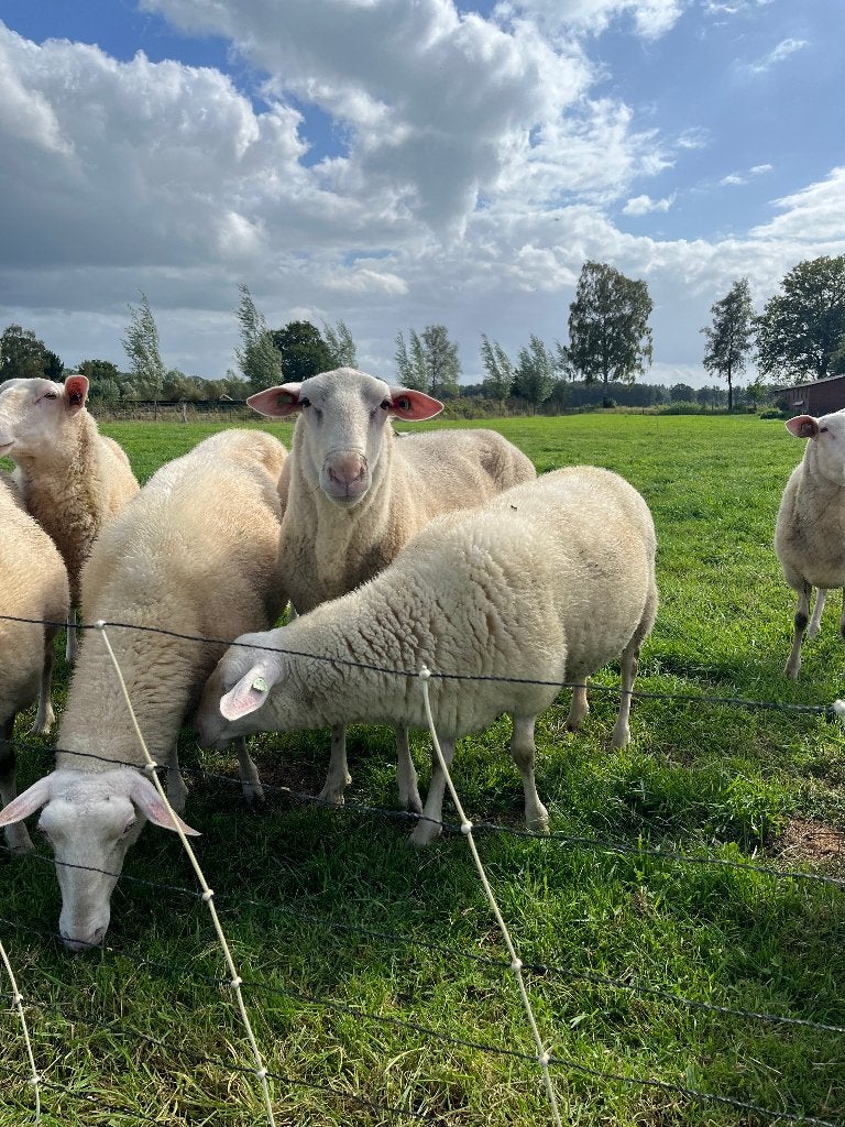 Te koop: Dekram Fries Melkschaap, Mannelijk, Schaap, 0 tot 2 jaar
