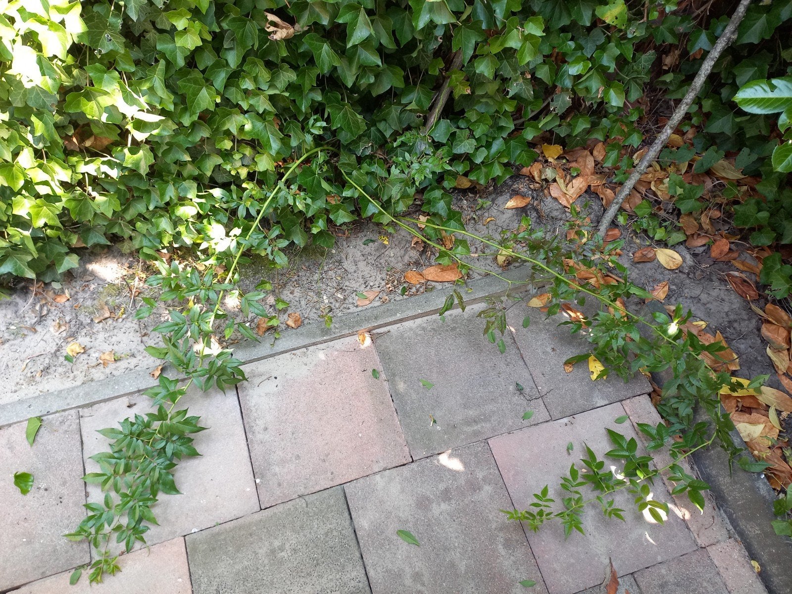 Roos (kleur onbekend) - gratis af te halen, Ophalen, Volle zon, Vaste plant, Klimplanten