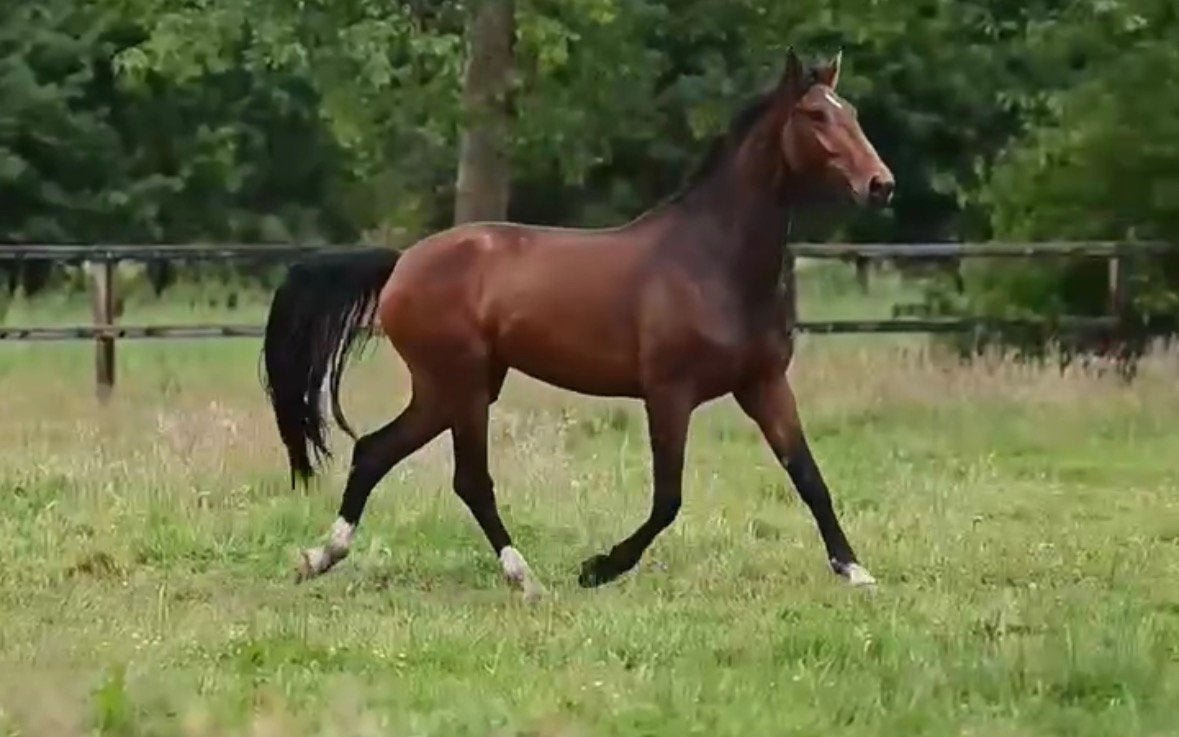 Geweldige 4 jarige allrounder, Dieren en Toebehoren, Paarden, Merrie, Met stamboom, Zadelmak, 3 tot 6 jaar