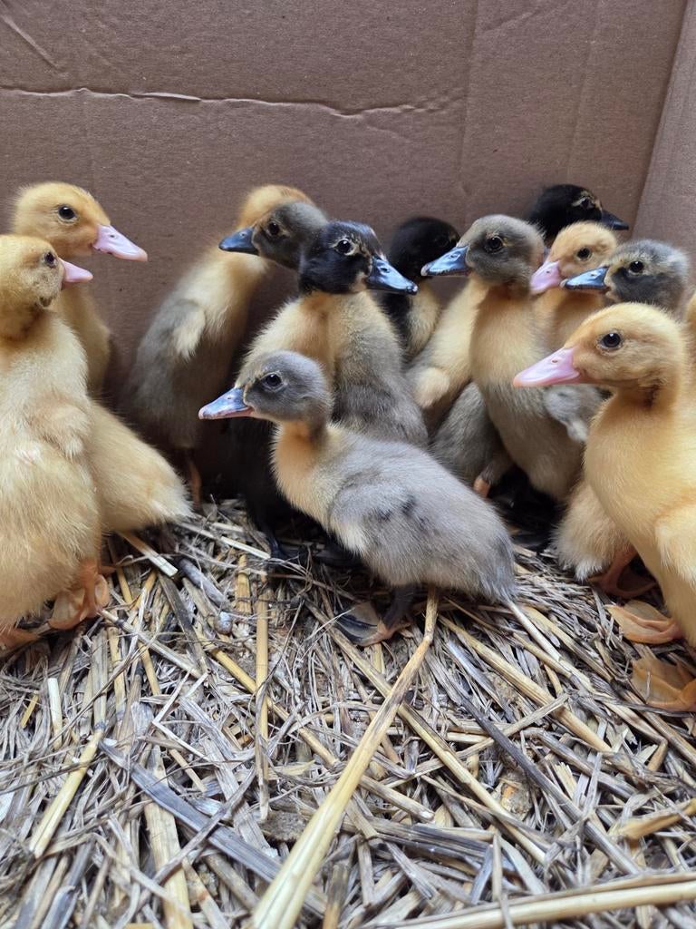 Eendjes te koop, Meerdere dieren, Eend