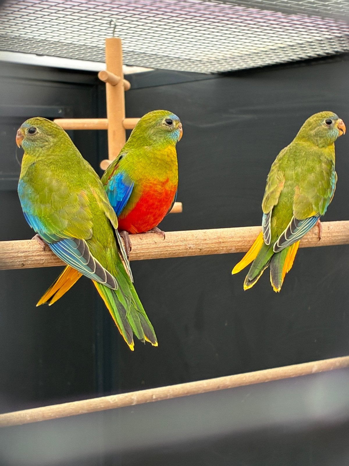 Turquoisine parkiet (Neophema), Dieren en Toebehoren, Meerdere dieren, Parkiet