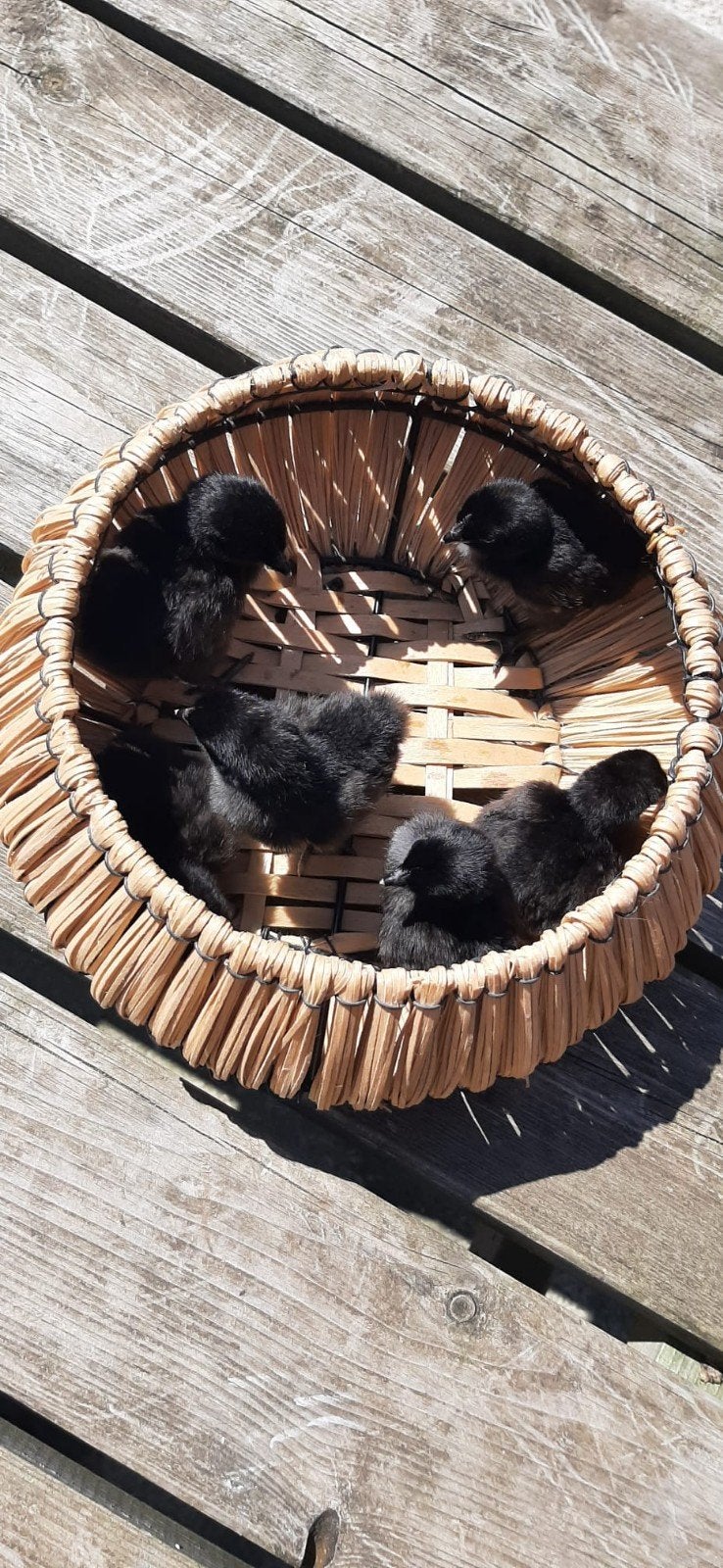Raszuivere kippen kuikens Ayam Cemani en Faverolles!, Dieren en Toebehoren, Meerdere dieren, Kip
