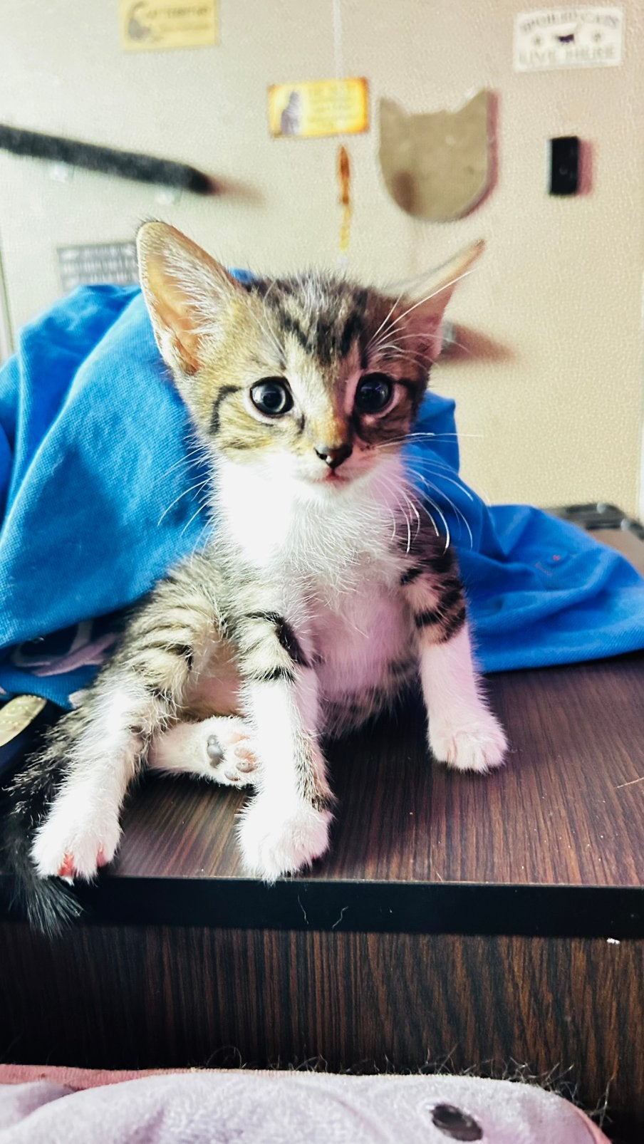 2 kittens broers, Kater, Kortharig, 0 tot 2 jaar