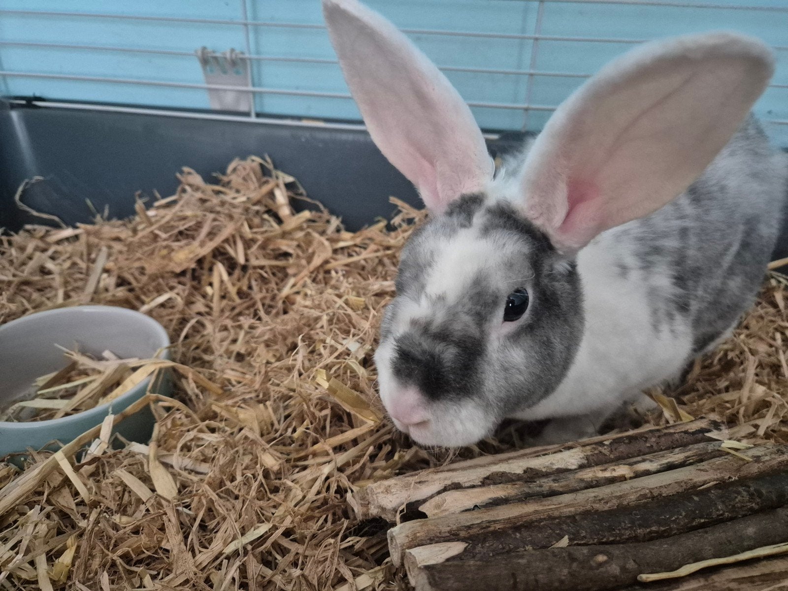 Nieuw huisje gezocht voor 2 konijnen, Dieren en Toebehoren, Konijnen, Meerdere dieren