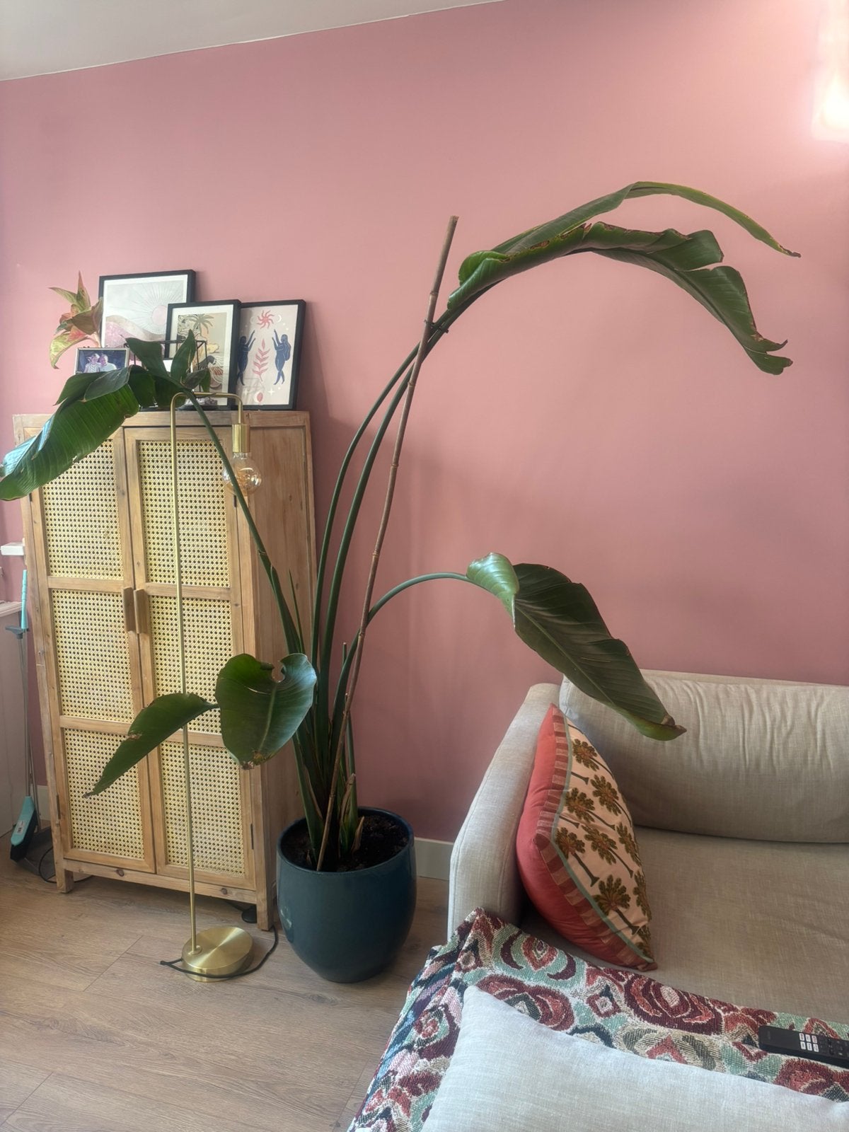 Strelitzia nicolai (Paradijsvogelplant) inclusief sierpot, Huis en Inrichting, Kamerplanten, 200 cm of meer, Halfschaduw, Ophalen