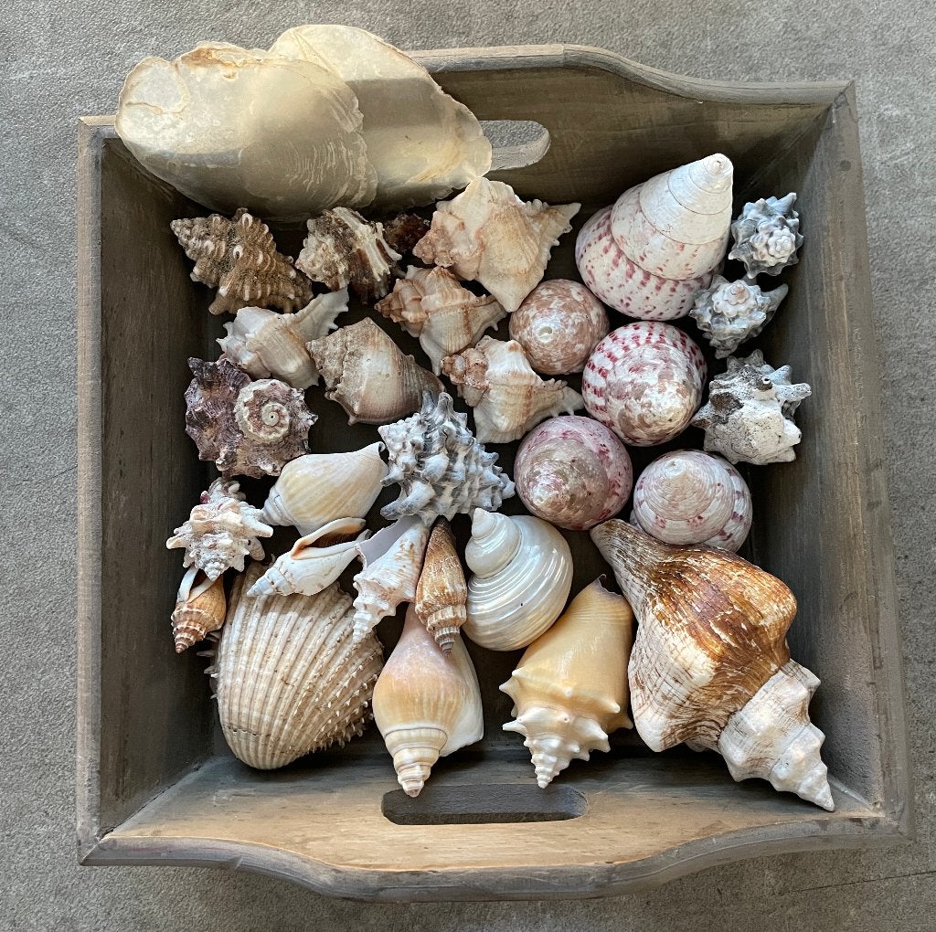 Diverse schelpen, Verzamelen, Ophalen of Verzenden, Schelp(en)