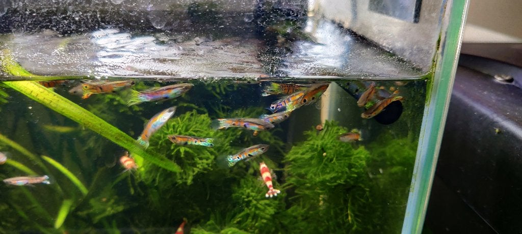 endler guppen, Dieren en Toebehoren, Vissen | Aquariumvissen, Vis, Zoetwatervis
