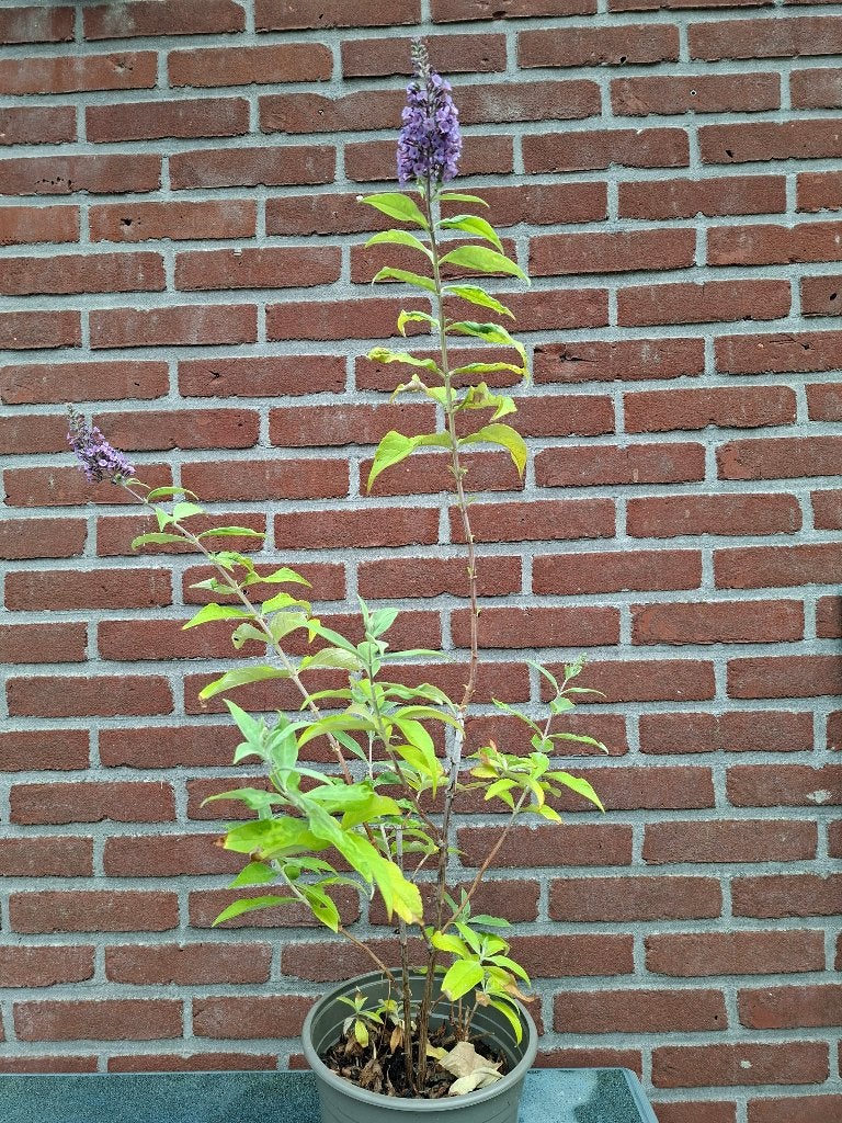 Vlinderstruik, Tuin en Terras, Planten | Tuinplanten, Volle zon, Vaste plant, Zomer, Ophalen