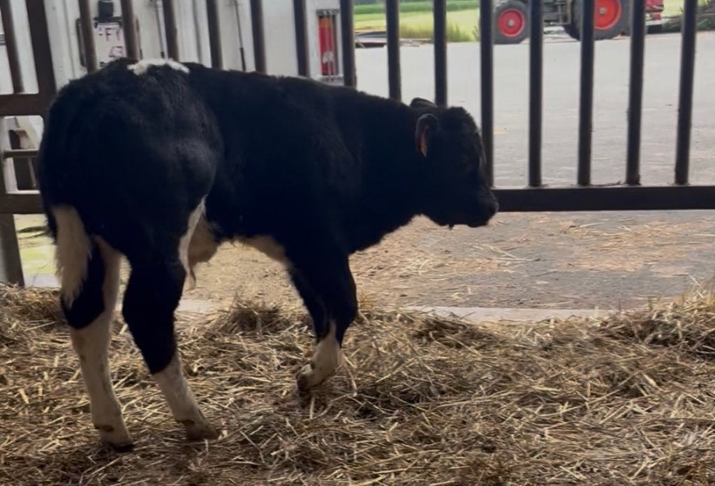 4 dikbil kalveren, Dieren en Toebehoren, Mannelijk, 0 tot 2 jaar