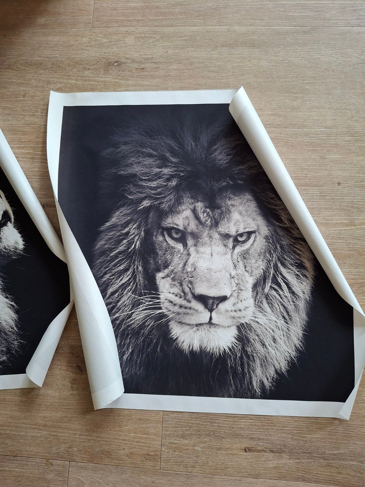 Leeuwen Canvas 3 poster afdrukken 70x70 cm zwart wit, Ophalen, Vierkant, Nieuw, Canvas of Doek