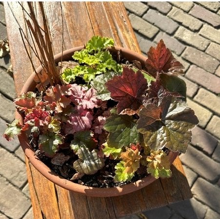Schaal aardewerk met 6 stekjes Heuchera, bladhoudend, Ophalen, Vaste plant, Overige soorten, Halfschaduw