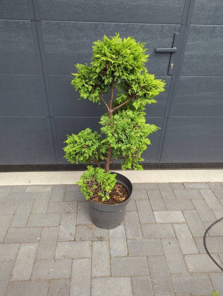 Bonsai Cupressocyparis leylandii 'Gold Rider'), Ophalen, Overige soorten, Minder dan 100 cm