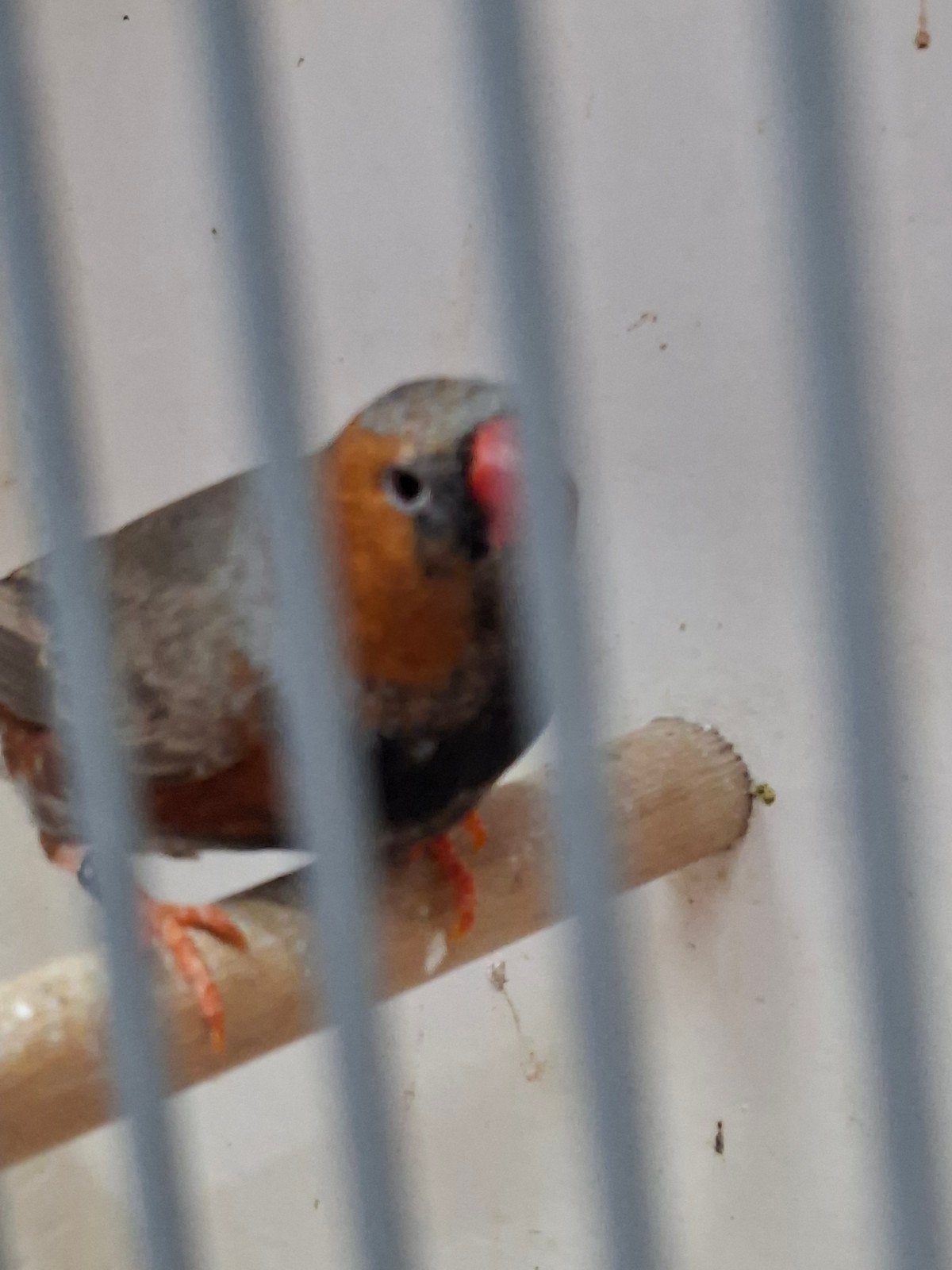 te koop diverse vogels, Meerdere dieren