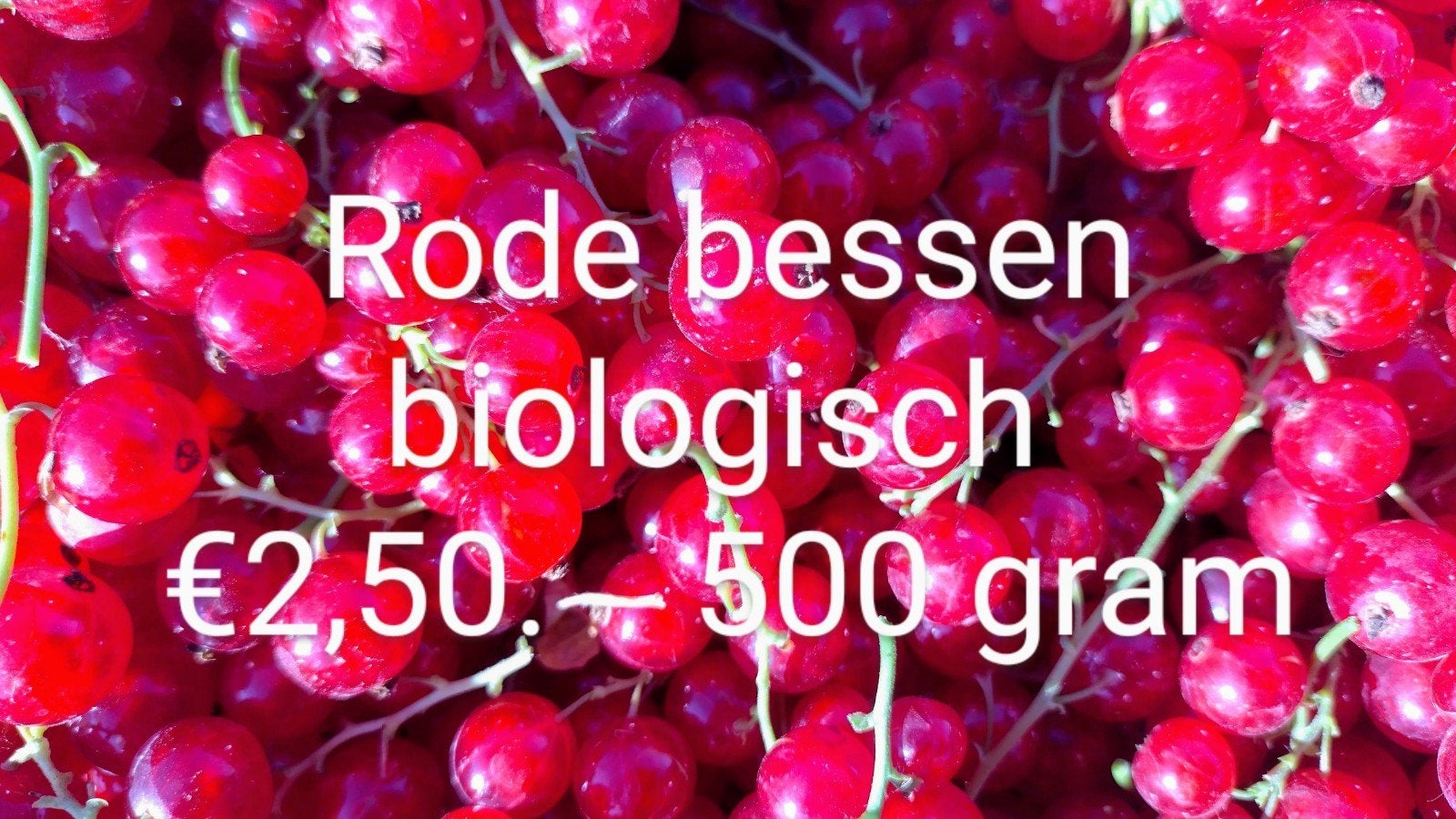 Biologische rode bessen/ aalbessen, Diversen, Levensmiddelen, Ophalen