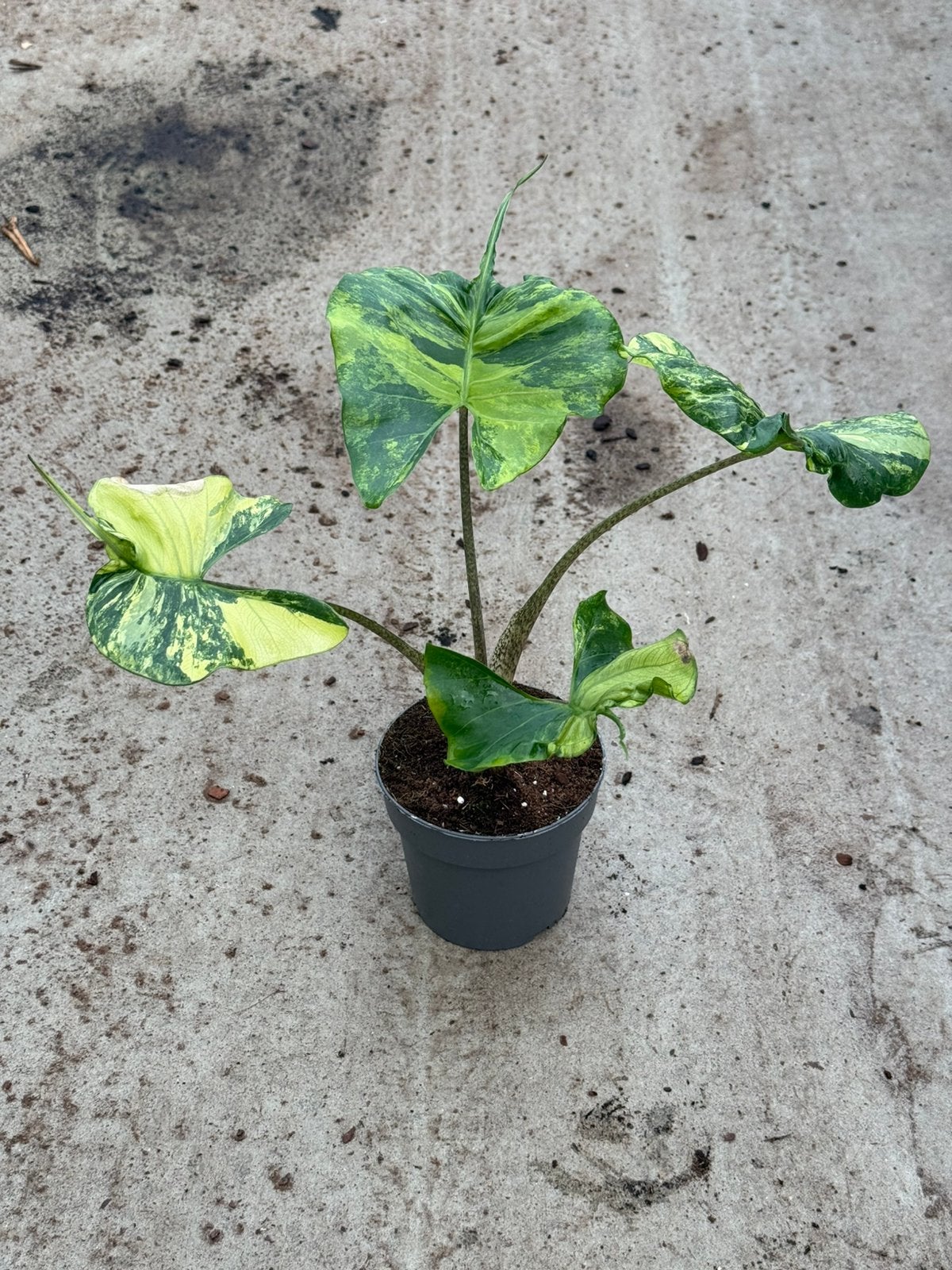 Alocasia Stingray Variegated, Huis en Inrichting, Ophalen of Verzenden, Halfschaduw, Minder dan 100 cm