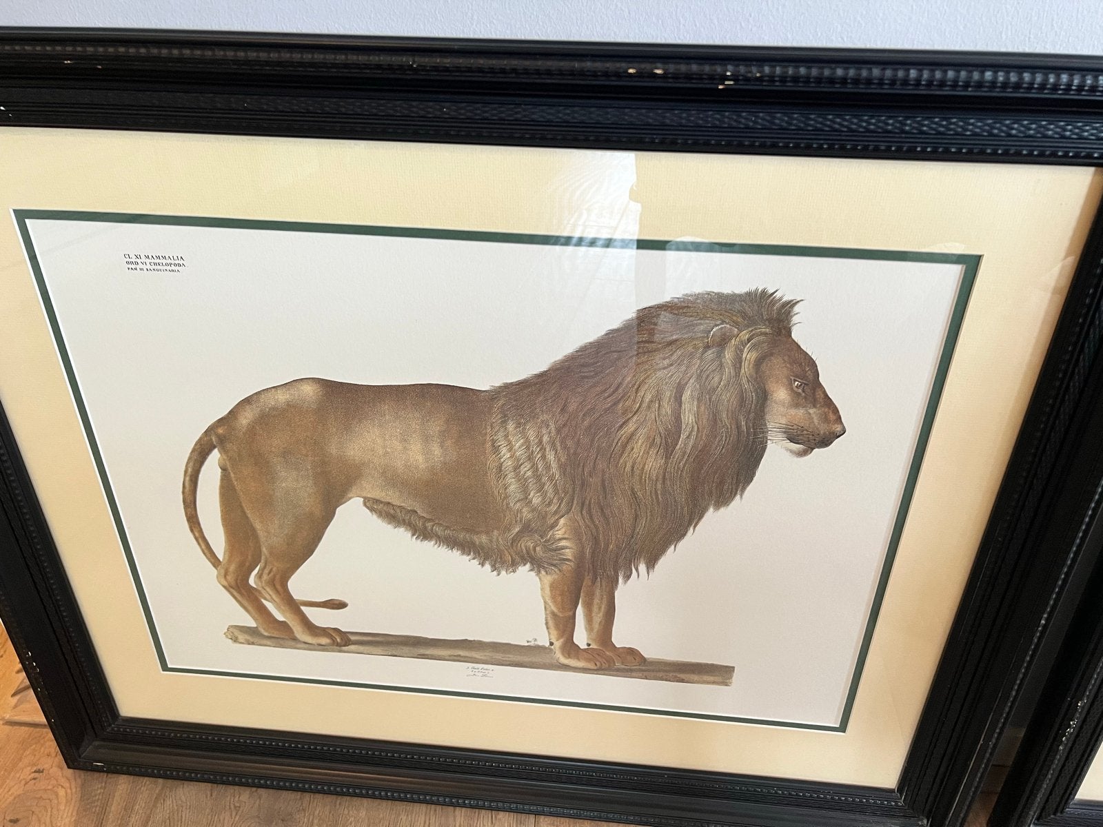 2 Antieke Prenten: Leeuw en Luipaard - 88x70CM, Ophalen of Verzenden, Flora en Fauna, Ingelijst