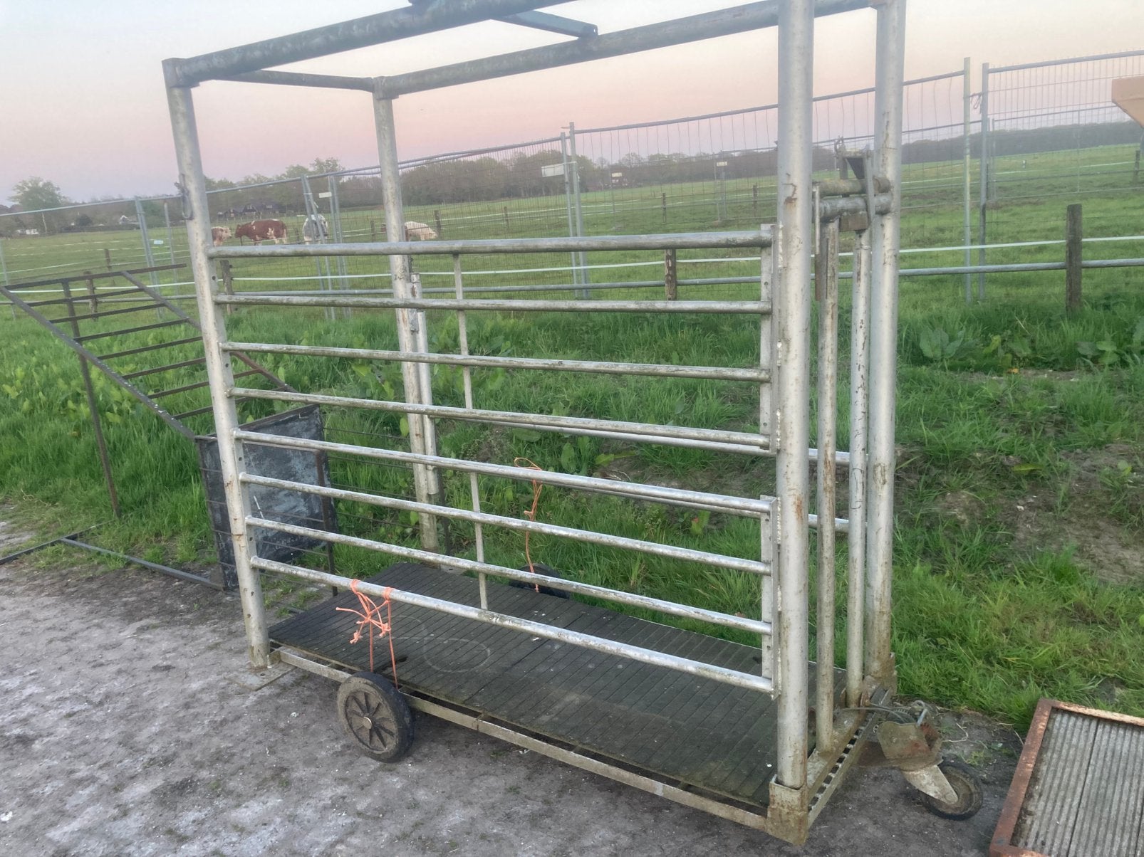 Mobiele keizersnedebox, Dieren en Toebehoren, Runderen, Vrouwelijk