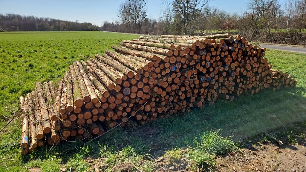 Douglas palen stammen 3m tuinpalen, Tuin en Terras, Palen, Balken en Planken, Ophalen of Verzenden, Nieuw, 250 cm of meer, Palen