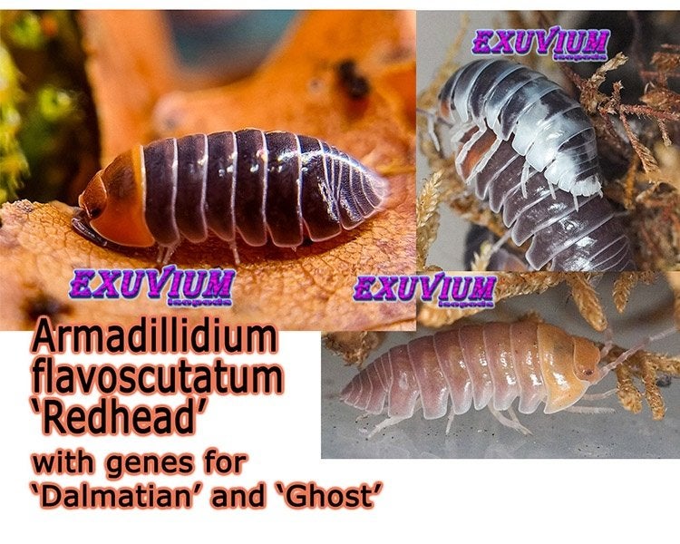 Armadillidium flavoscutatum Redhead genen dalmatian / ghost!, Overige soorten