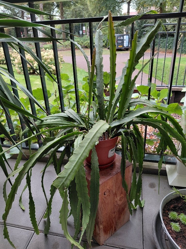 Grote lid cactus  ( Epiphyllum ), Volle zon, Vaste plant, Zomer, Ophalen