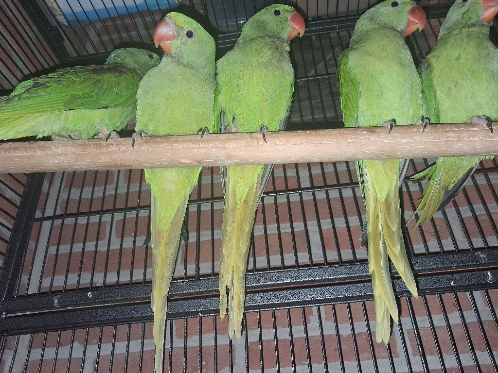 Alexander parkieten, Dieren en Toebehoren, Geslacht onbekend, Parkiet, Tam