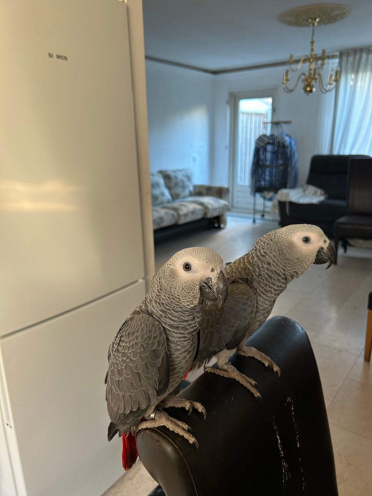 Grijze Roodstart te koop, Dieren en Toebehoren, Mannelijk, Papegaai, Tam