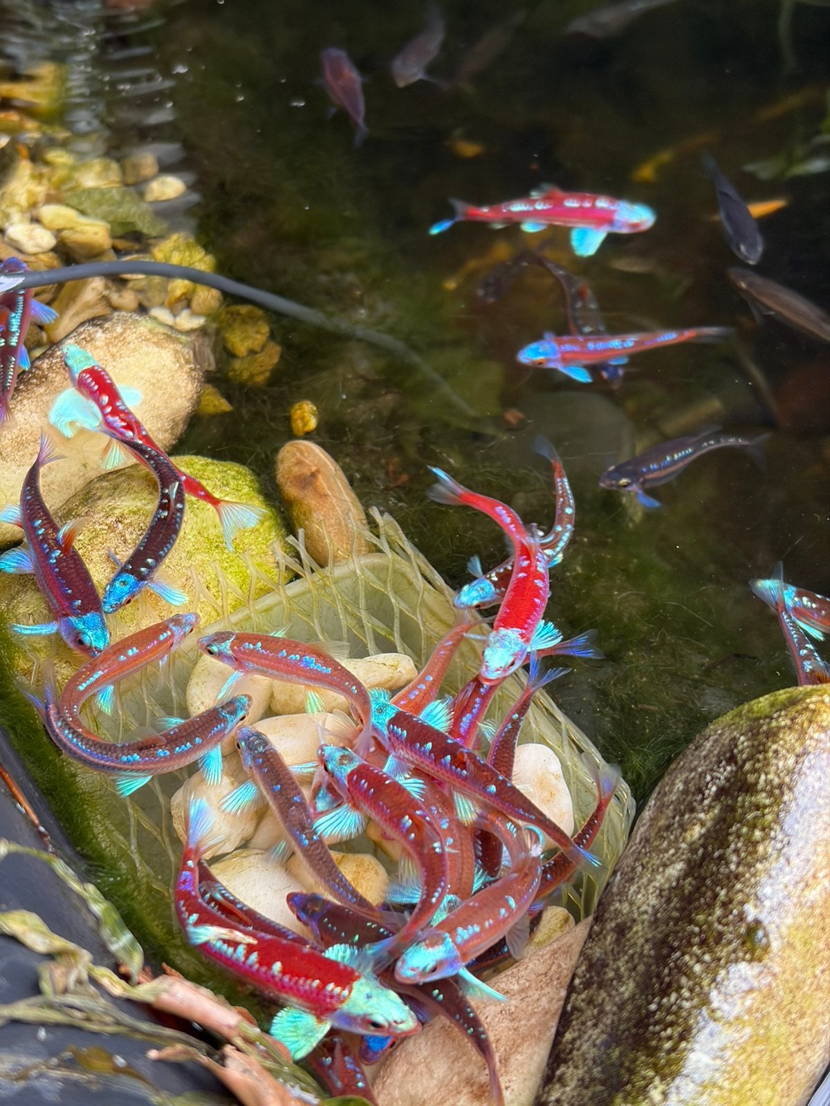 Rainbow Shiners / Regenboog Elritsen / Notropis chrosomus, Dieren en Toebehoren, Overige soorten