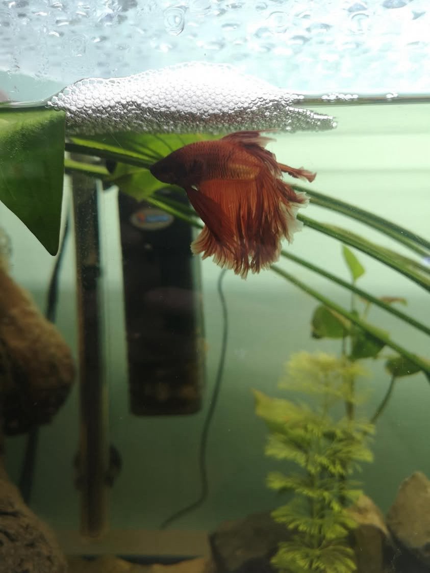 Betta man, Dieren en Toebehoren, Vis