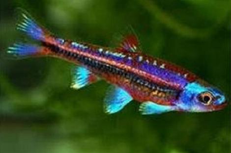 Notropis chrosomus (rainbow shiner) €5.00 per stuk, Overige soorten