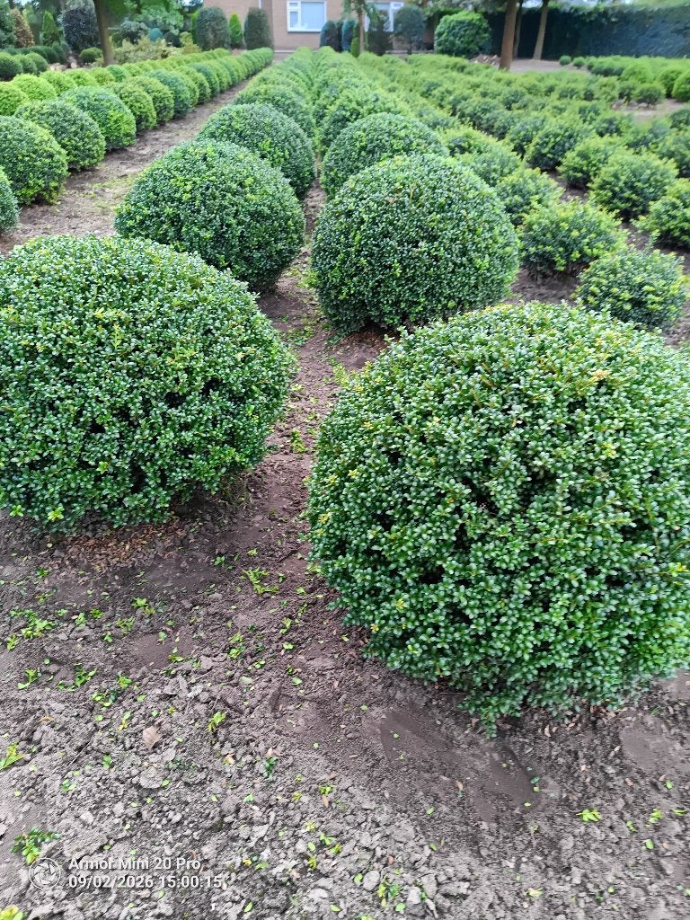 ilex crenata bol 80cm, Tuin en Terras, Ophalen, Bloeit niet, Overige soorten, Halfschaduw
