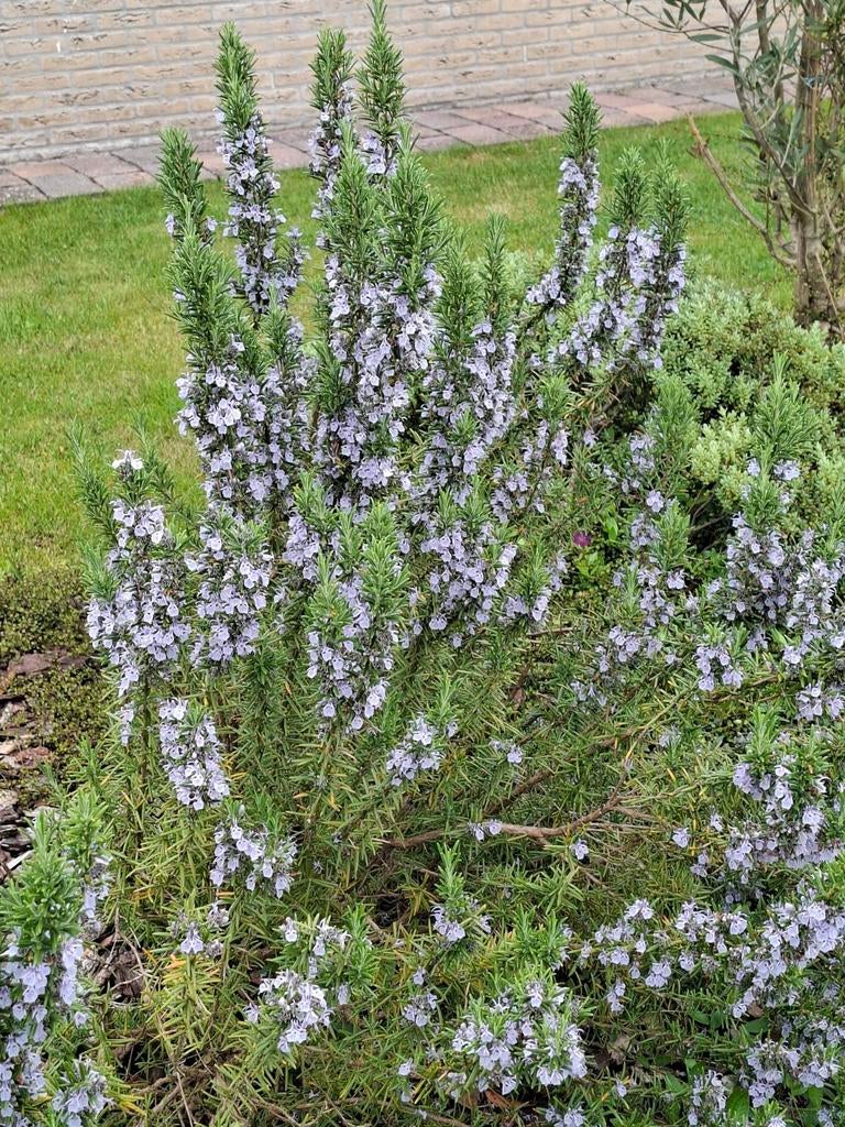 Gratis Rozemarijn plant - Vers en aromatisch, moet gesnoeid, Tuin en Terras, Planten | Tuinplanten, Ophalen, Volle zon, Vaste plant
