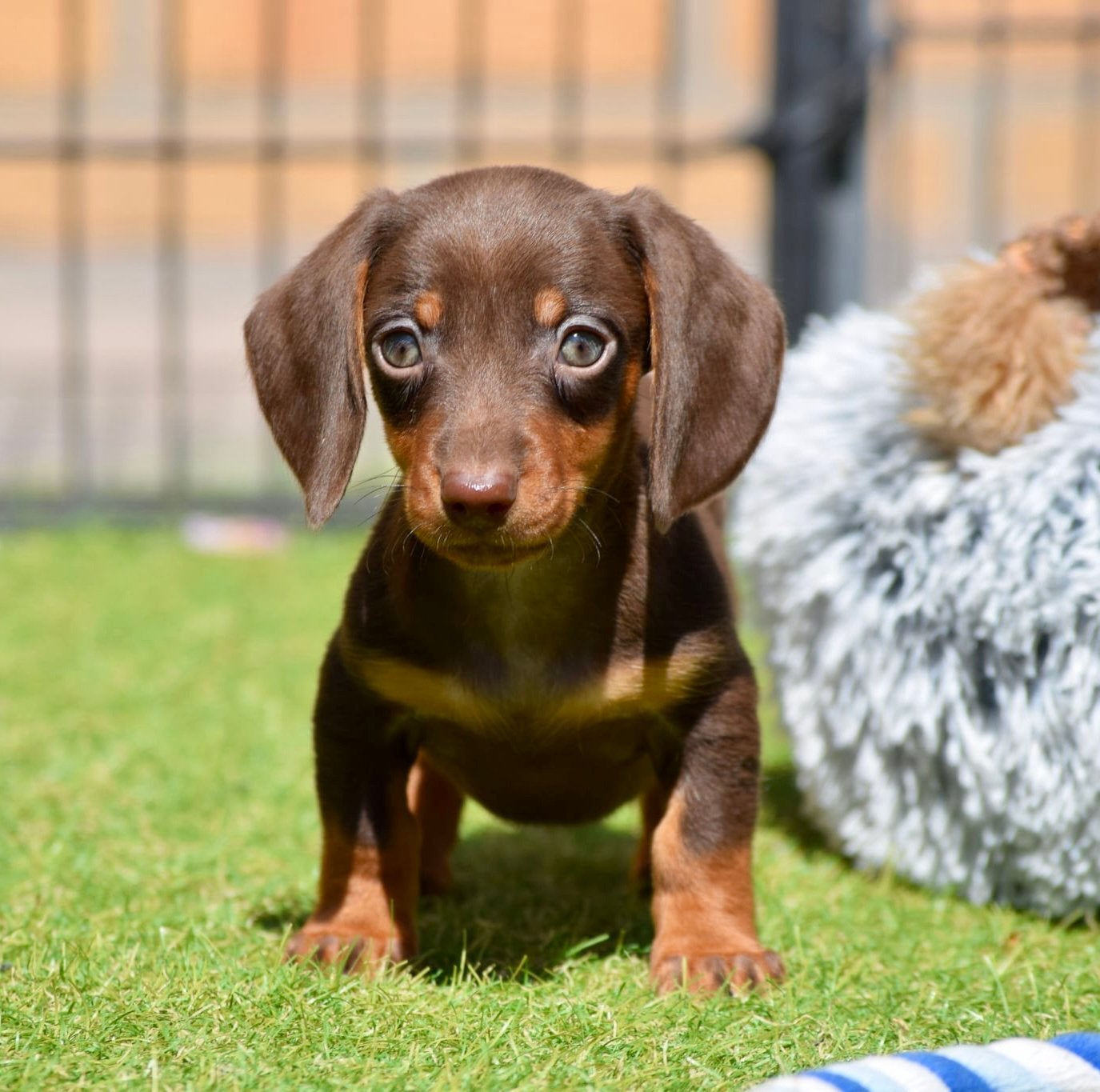 ❤️Prachtige teckel pups, dwerg / kaninchen teckels🐶🐾, 8 tot 15 weken, Teef, Dwerg, Meerdere