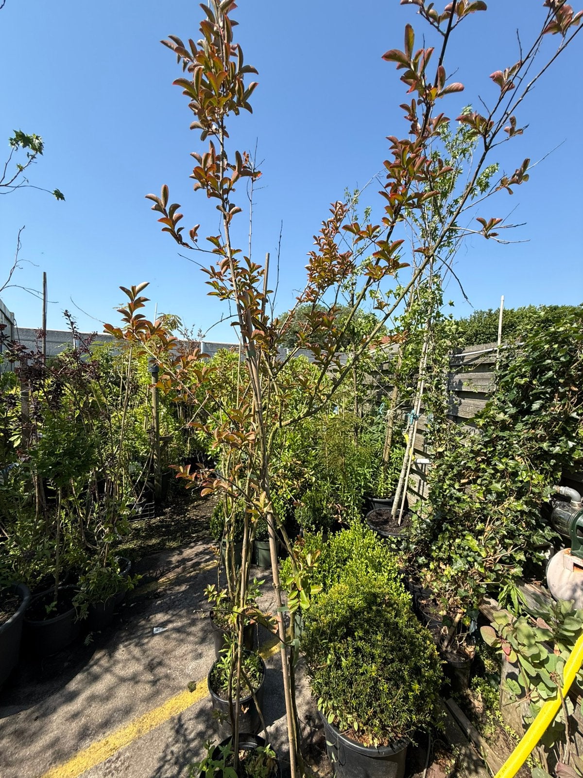 Lagerstroemia kleur roze potgekweekt boomvorm 175/200 +19,95, Volle zon, Vaste plant, Zomer, Ophalen