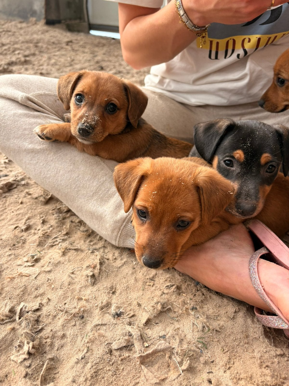 4 Lieve Jack Russell puppy’s te koop, Dieren en Toebehoren, Jack Russell Terriër, 8 tot 15 weken, Meerdere, Meerdere dieren