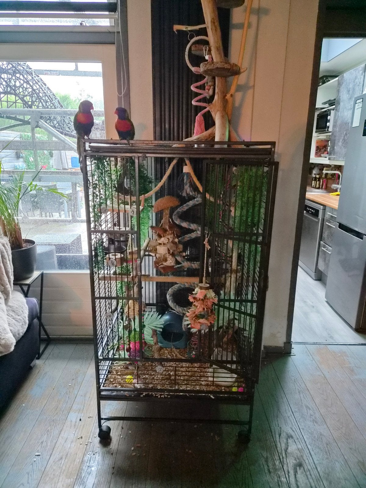 leuke en lieve lori papagaaien, Meerdere dieren, Papegaai